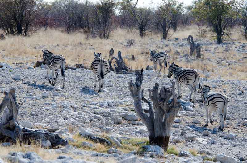 165 - Namibia - cebras - parque nacional de Etosha